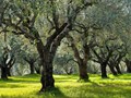 Αίτημα για ενίσχυση στις δενδρώδεις καλλιέργειες